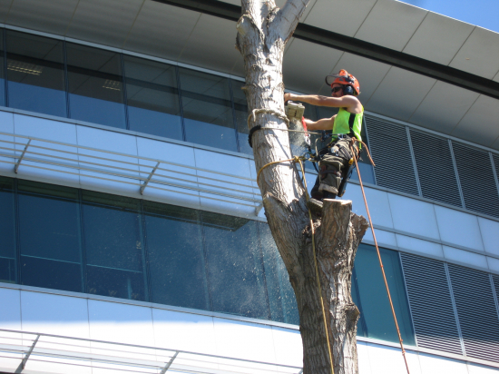 Tree Focus team carrying out tree dismantling
