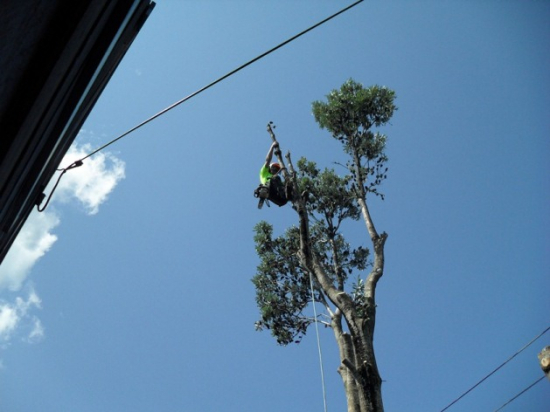 Tree Focus tree care team and equipment