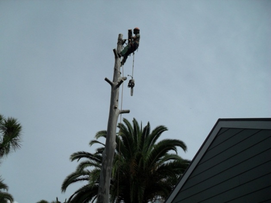 Tree Focus tree care team and equipment